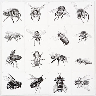 16 Bees